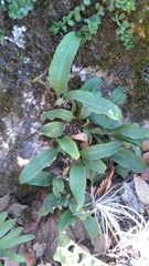 Pleopeltis polylepis