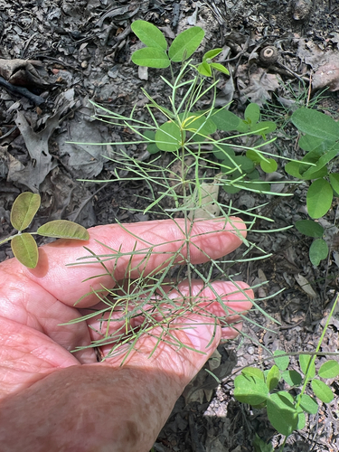 Coreopsis verticillata