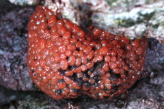 Aplidium coei