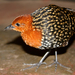 Buff-spotted Flufftail - Photo (c) Bart Wursten, some rights reserved (CC BY-NC), uploaded by Bart Wursten