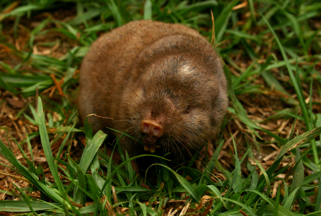 Matabeleland Mole-rat