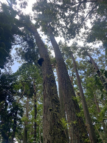 Eucalyptus robusta observed 2026-05-17