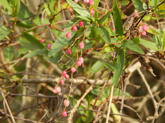 Muehlenbeckia sagittifolia