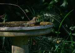 Turdus olivaceus
