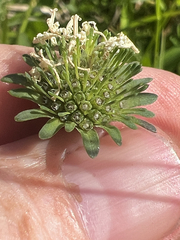 Marshallia obovata