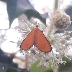Eudulophasia invaria