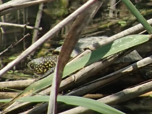 European Pond Turtle