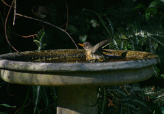 Turdus olivaceus
