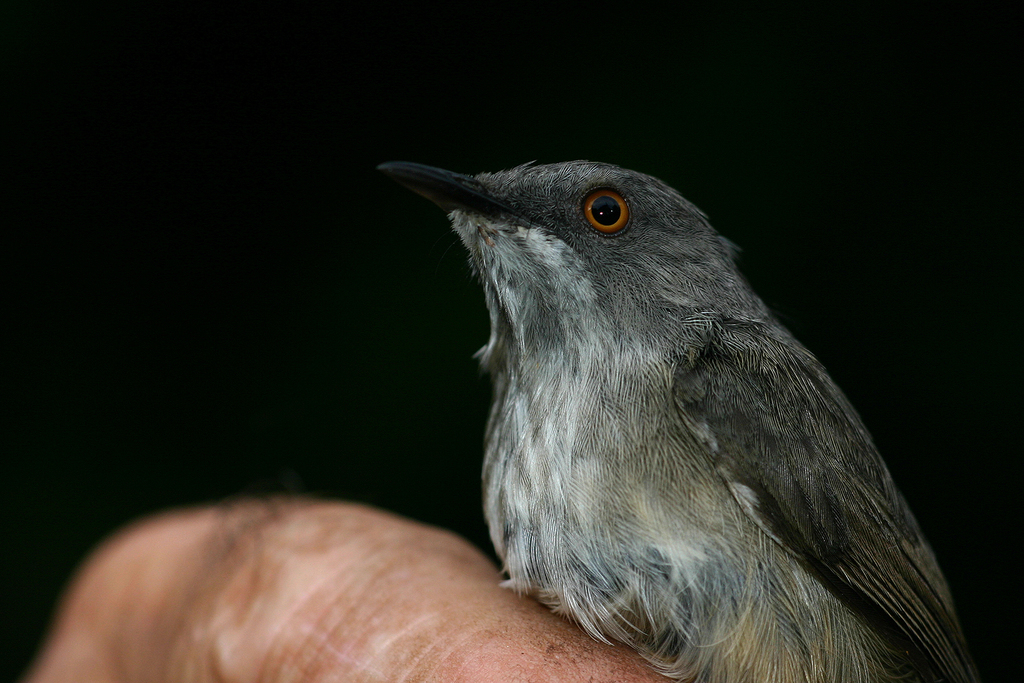 Roberts's Warbler (Oreophilais robertsi) photo