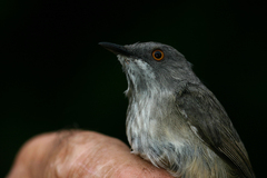 Roberts's Warbler photo 1