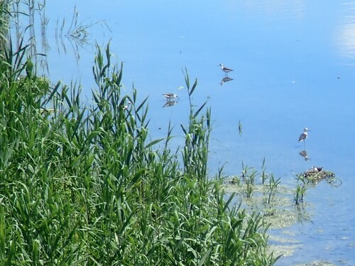Black-winged Stilt