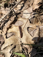 Semionellus placidus