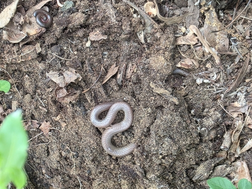 Common Wormsnake