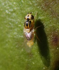 Thaumatomyia notata