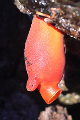 Halocynthia aurantium