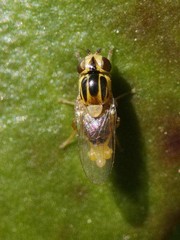 Thaumatomyia notata