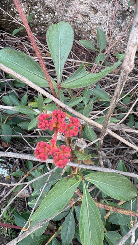 Cissus erosa