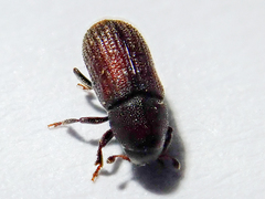Hylurgops palliatus