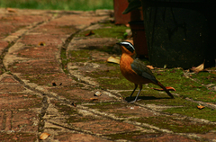 Cossypha heuglini heuglini