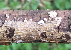 Schizophyllum amplum