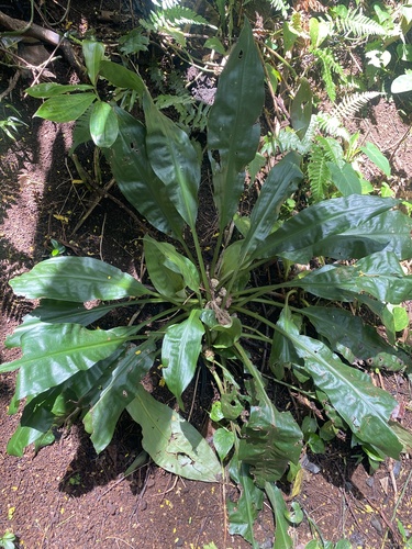 Palisota bracteosa observed 2026-05-17