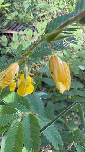 Texas Sensitive Pea