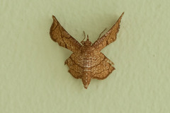 Thyrididae