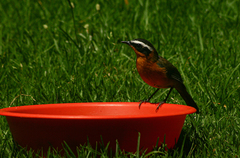 Cossypha heuglini heuglini