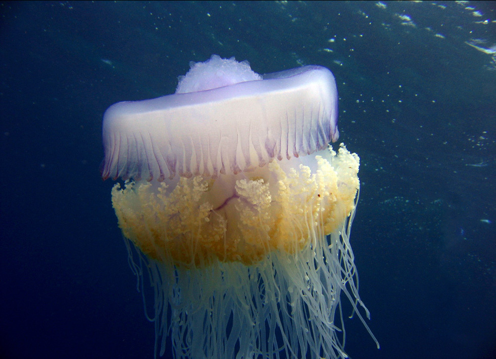 Actinomyaria