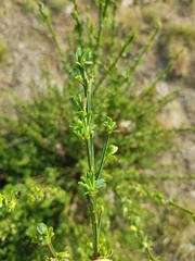 Cytisus scoparius