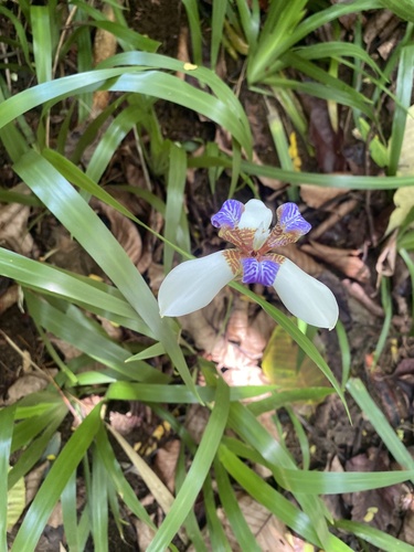 Trimezia candida, 2026-05-17