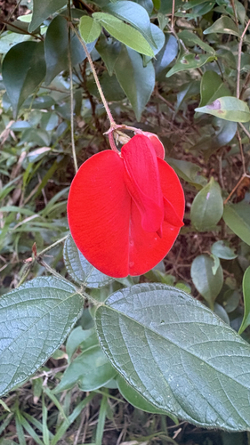 Periandra coccinea