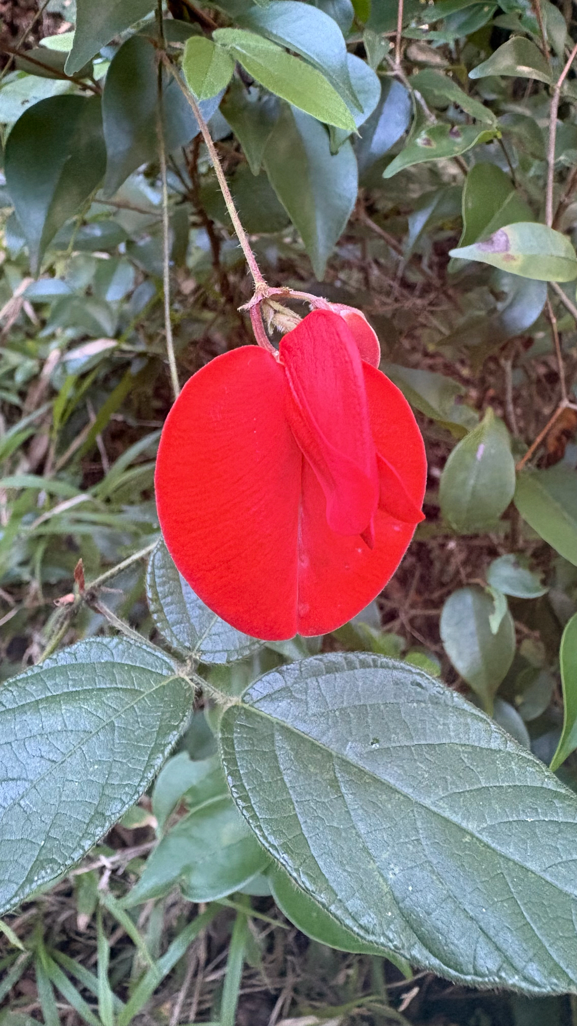 Periandra coccinea