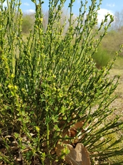 Cytisus scoparius