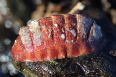 Tripoplax trifida