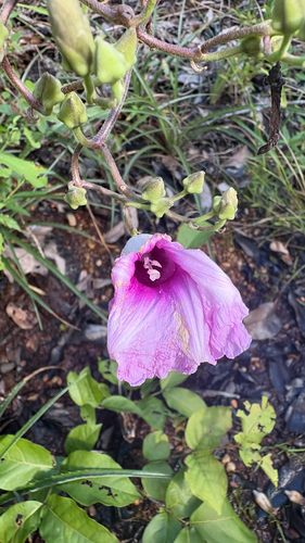 Ipomoea megapotamica