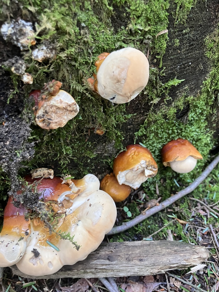 hemlock varnish shelf · May 2026 · photo: Photo: (c) IsabelleFB, some rights reserved (CC BY) · iNaturalist