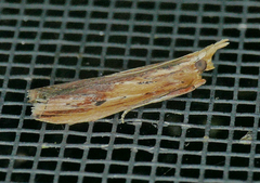 Ancylostomia stercorea