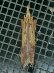 Ancylostomia stercorea