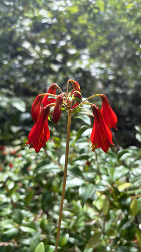 Alstroemeria piauhyensis