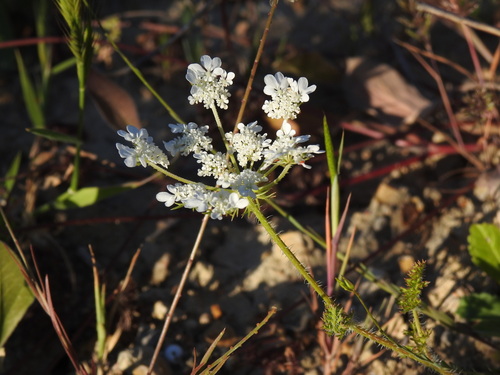 Daucus muricatus (Daucus muricatus)