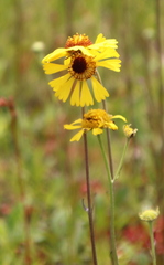 Helenium brevifolium