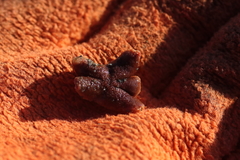 Henricia tumida