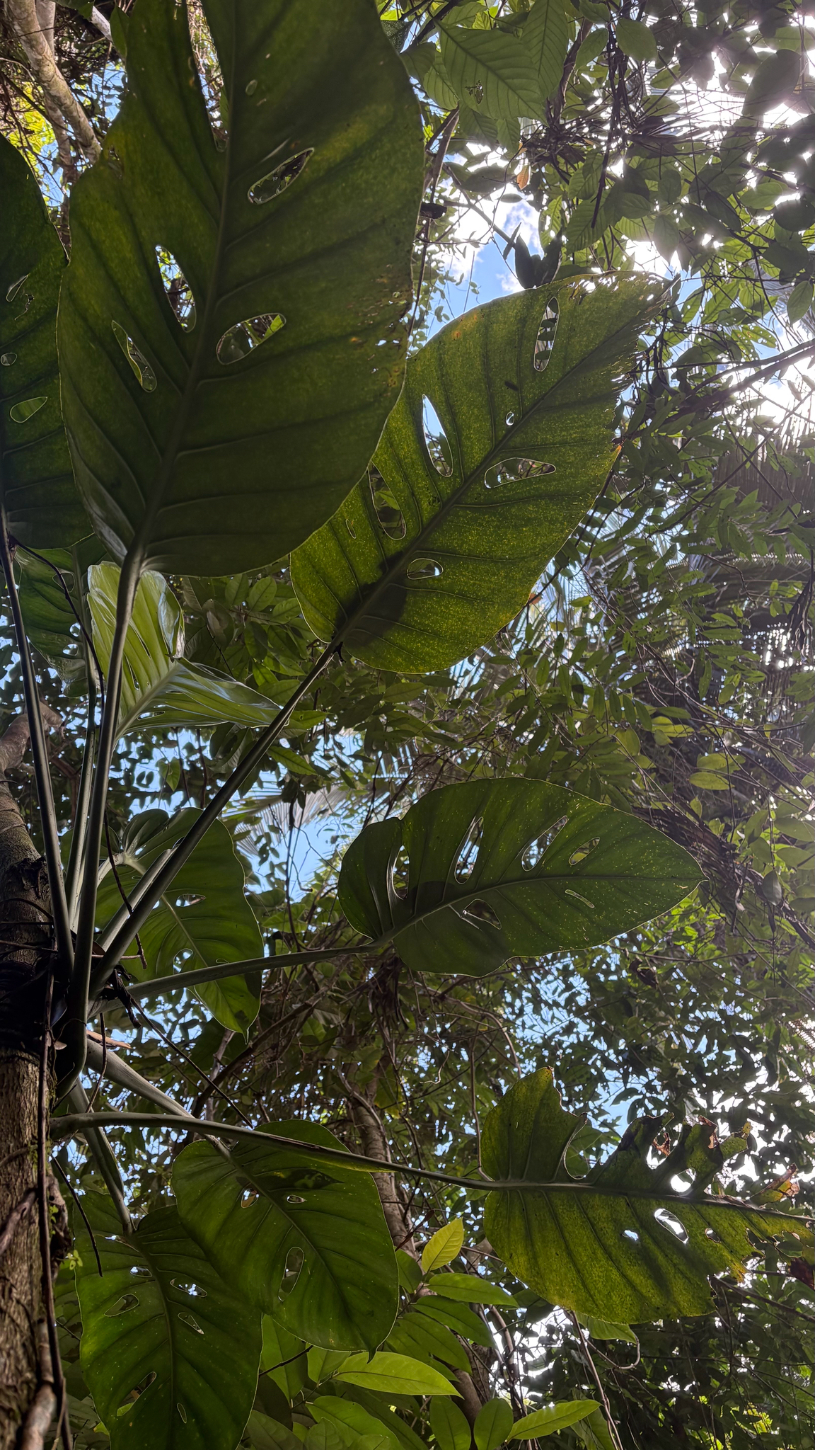Monstera adansonii
