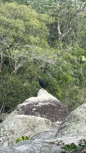 Black Vulture