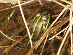 Pelophylax