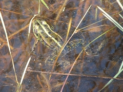 Pelophylax