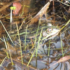 Pelophylax