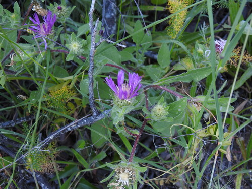 Centaurea pullata, photograph 2