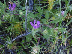 Centaurea pullata, photograph (c) Duarte Frade, some rights reserved (CC BY)